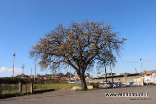 Quercia Marchesana